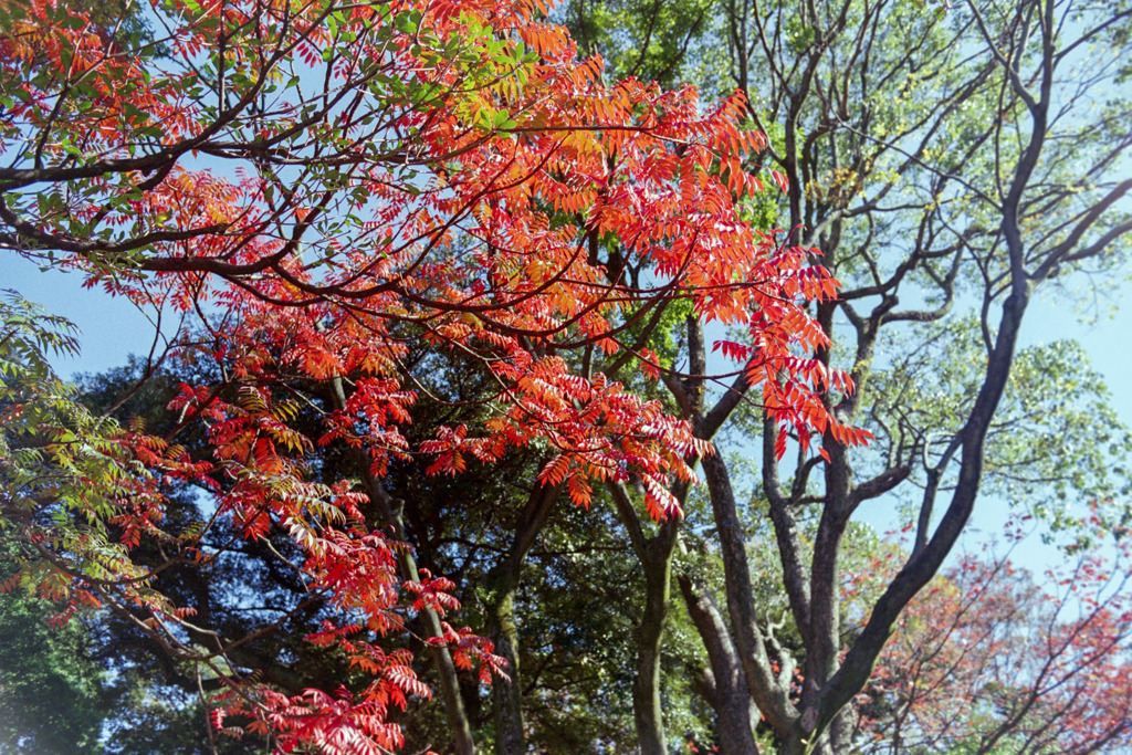 六義園【見頃だったハギ】②20191130