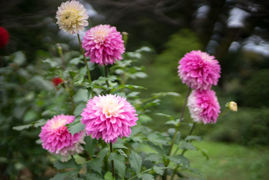神代植物公園【ダリア：フラミンゴ】20191020