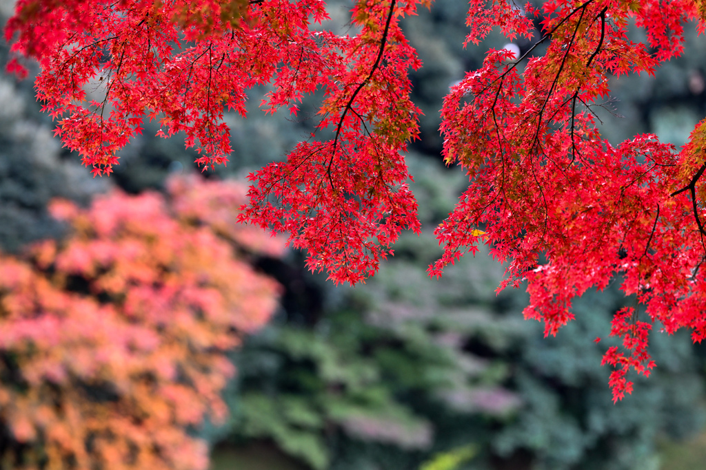 小石川後楽園【沢渡り付近の紅葉】②20241202
