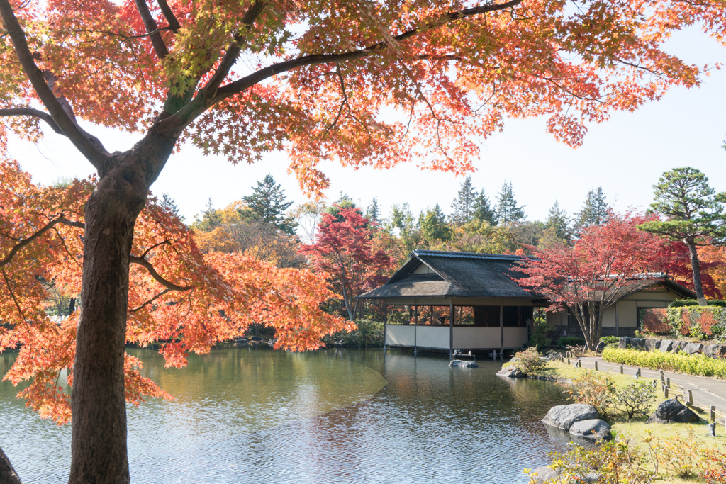 昭和記念公園【日本庭園：池周辺の紅葉】②20231124