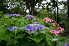 府中市郷土の森【ガクアジサイ】①20200614