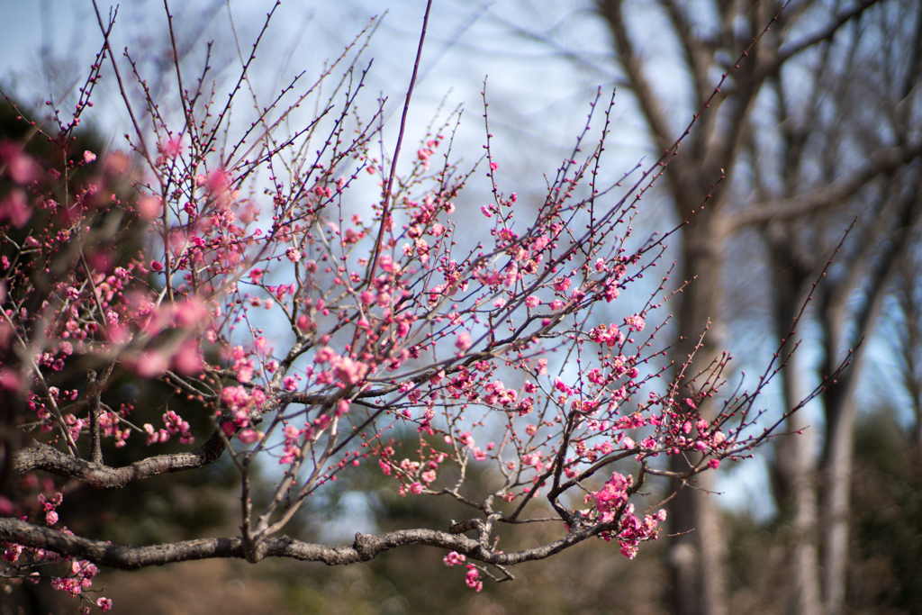 府中市郷土の森【早咲きの梅：八重寒紅】①20220205