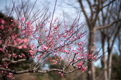 府中市郷土の森【早咲きの梅：八重寒紅】①20220205