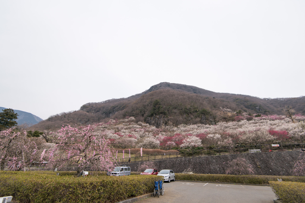 【湯河原梅林】①20150314