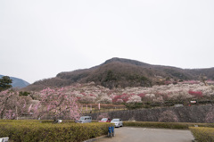 【湯河原梅林】①20150314