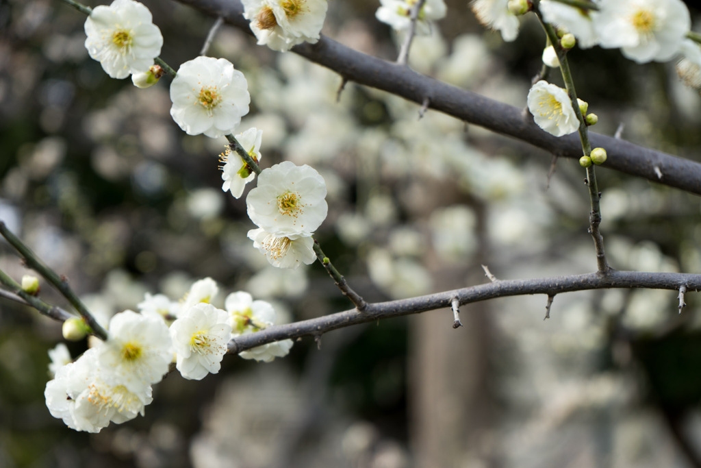 大船フラワーセンター【梅の花：大輪緑萼】②20200215