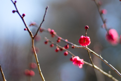 大倉山公園梅林【鹿児島紅】20220226