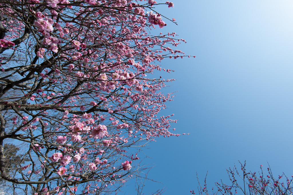 【神代植物公園(蓮久)】20150228