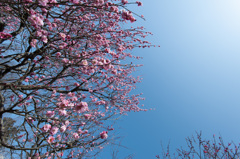 【神代植物公園(蓮久)】20150228