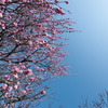 【神代植物公園(蓮久)】20150228