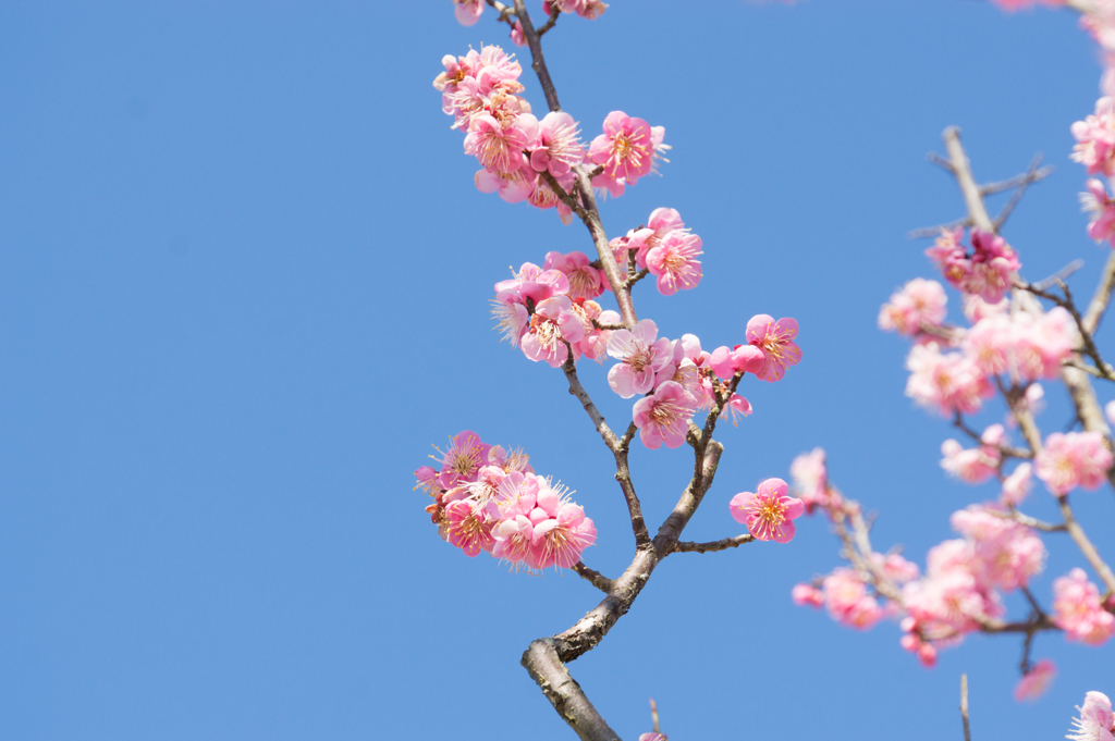 小田原フラワーガーデン【梅：大湊】②20170128