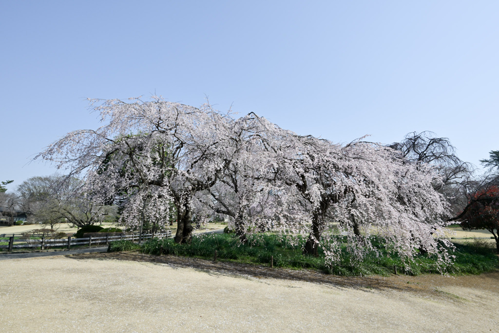 新宿御苑【サクラ：枝垂れ桜】①20250326