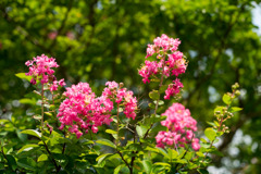 昭和記念公園【サルスベリ】③20200814