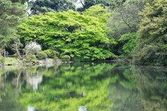 新宿御苑【新緑のモミジ】20180408