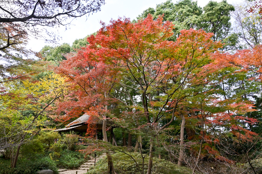 六義園【つつじ茶屋付近の紅葉】②20241202
