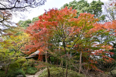 六義園【つつじ茶屋付近の紅葉】②20241202