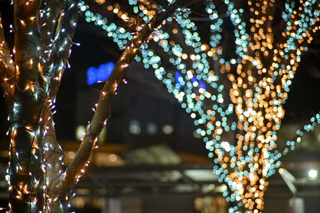 スキップ広場【Carl_Zeiss_85mm_f1.4】①20241217