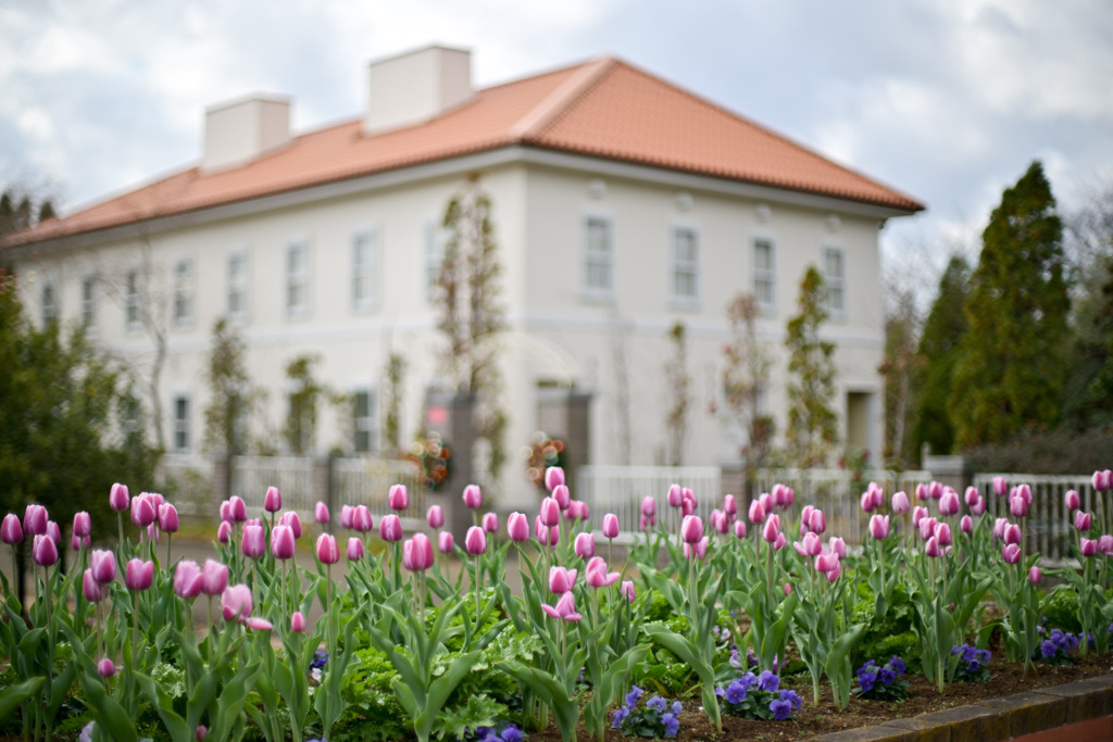 花菜ガーデン【アイスチューリップ(ピンク系)】①20251219