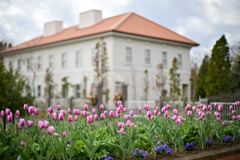 花菜ガーデン【アイスチューリップ(ピンク系)】①20251219