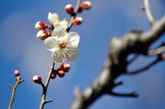 【冬至】①20140119