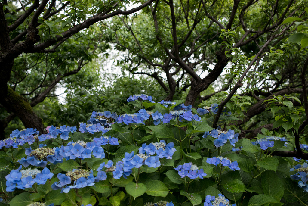 府中市郷土の森【群生するアジサイ】③20190629