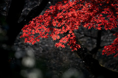 【新宿御苑(新宿門近くの紅葉)】②20151212