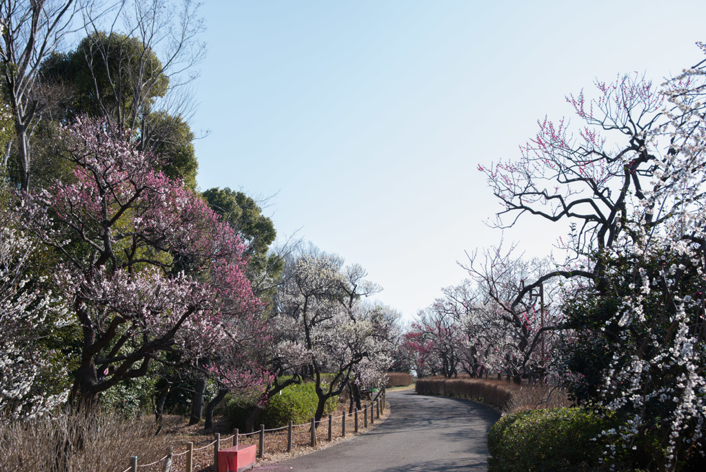 府中市郷土の森梅園【梅園のの眺め】③20190302