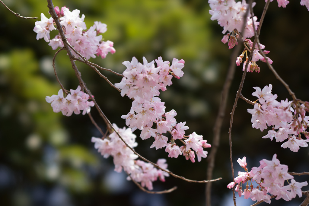 新宿御苑【桜：江戸彼岸】②20170402