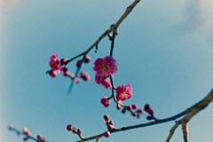 神代植物公園【梅：緋の司】20190126