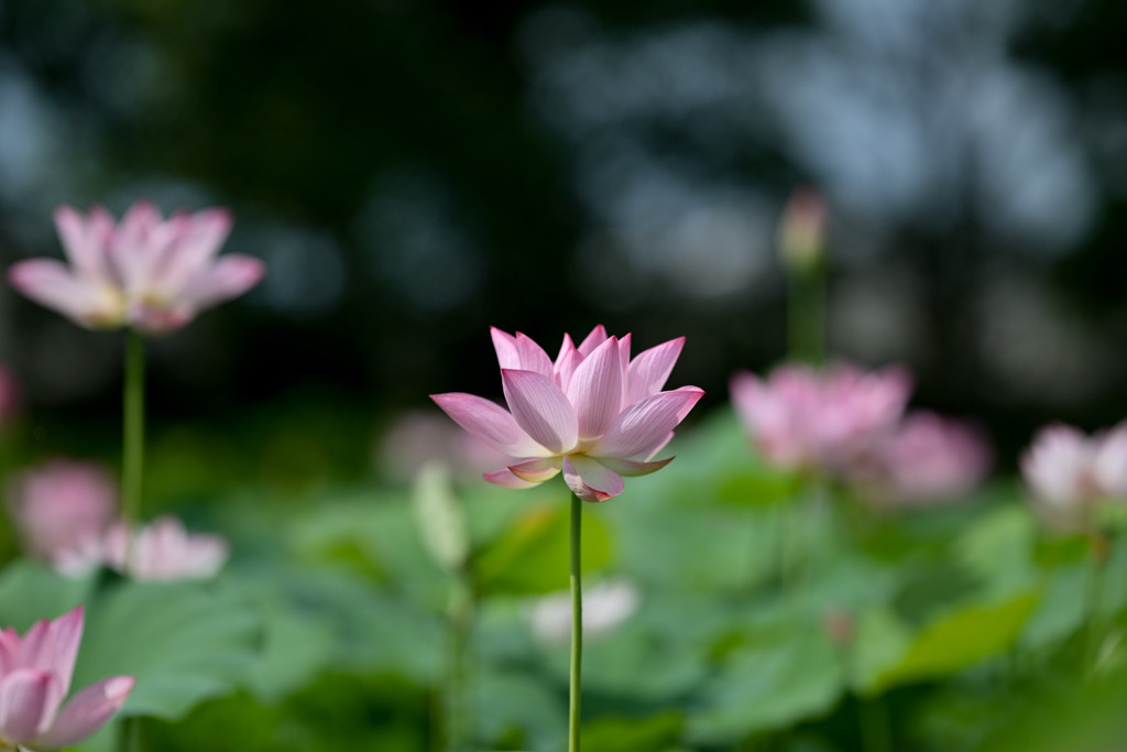 花菜ガーデン【田んぼたんぼの蓮(近景)】④20250713