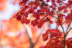 昭和記念公園【日本庭園：紅葉】⑭20191116