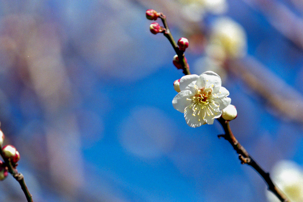 府中市郷土の森【梅の花：白加賀】②20200211