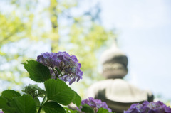 【正覚寺(紫陽花)】⑤20160604