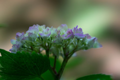 薬師池公園【紫陽花】⑤20170603