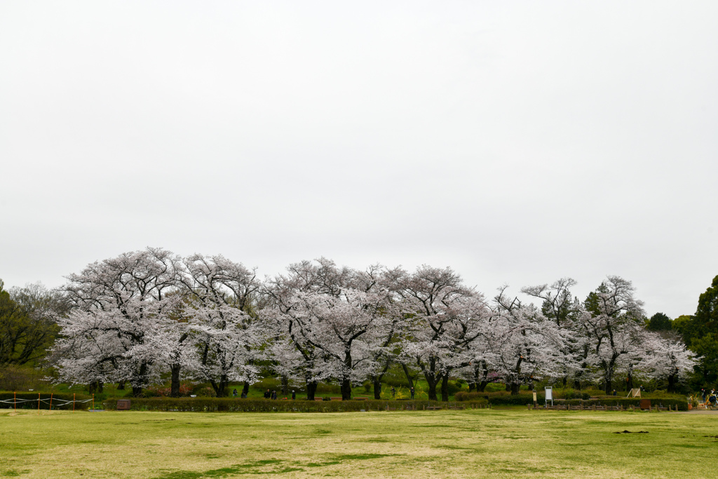 神代植物公園【サクラ：築山付近の眺め】①20240406
