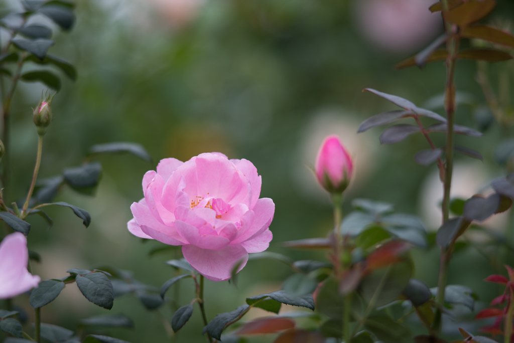 【花菜ガーデン(薔薇：スカイラーク)】20161010