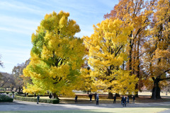 新宿御苑【イチョウの大木】①20251124