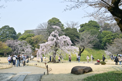 小石川後楽園【馬場桜】①20250326