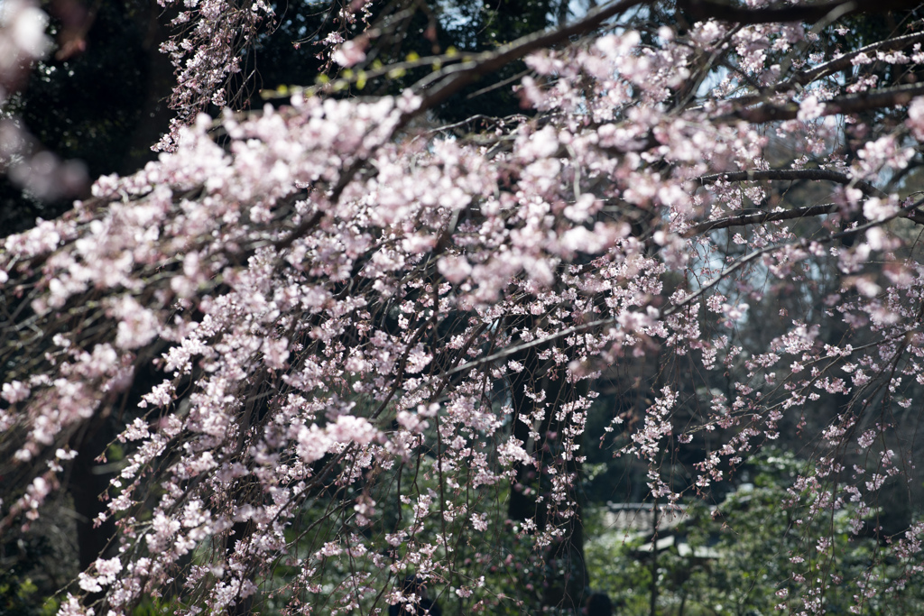 六義園【桜：枝垂れ桜】④20230314