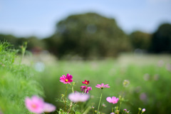 昭和記念公園【原っぱ西花畑：コスモス】①20250925