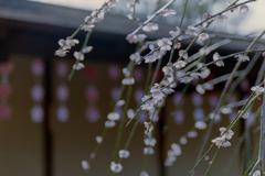 小田原FG【梅：黄門枝垂】20190224