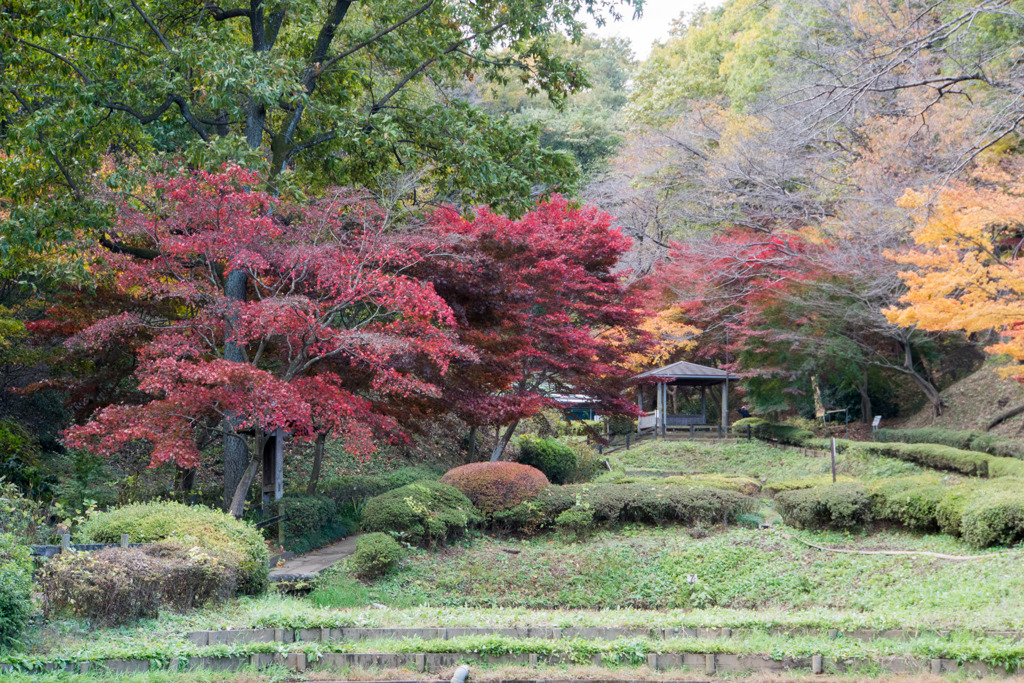 薬師池公園【菖蒲田あたりの景色】②20171119