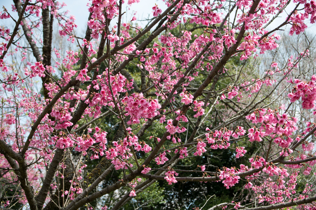神代植物公園【サクラ：寒緋桜】②20220331