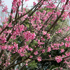 神代植物公園【サクラ：寒緋桜】②20220331