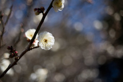 小田原FG【梅：辻村早咲】⑤20190119