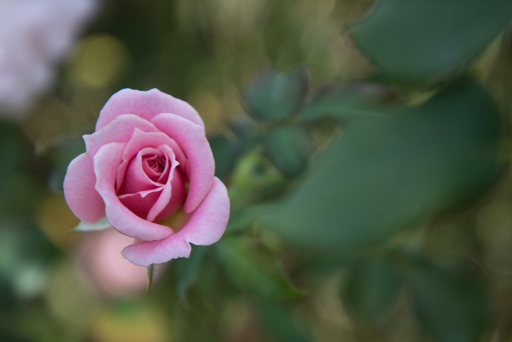 【京成バラ園(薔薇：ピンク・フレンチ・レース)】20161023