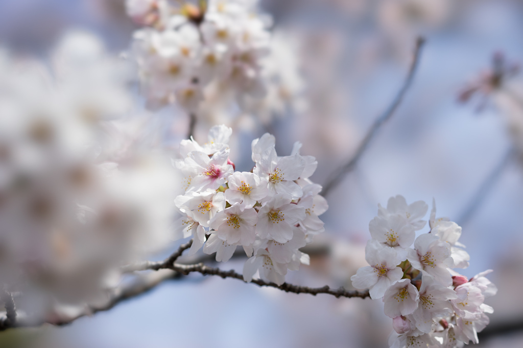 新宿御苑【桜：染井吉野】①20170402