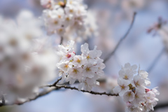 新宿御苑【桜：染井吉野】①20170402