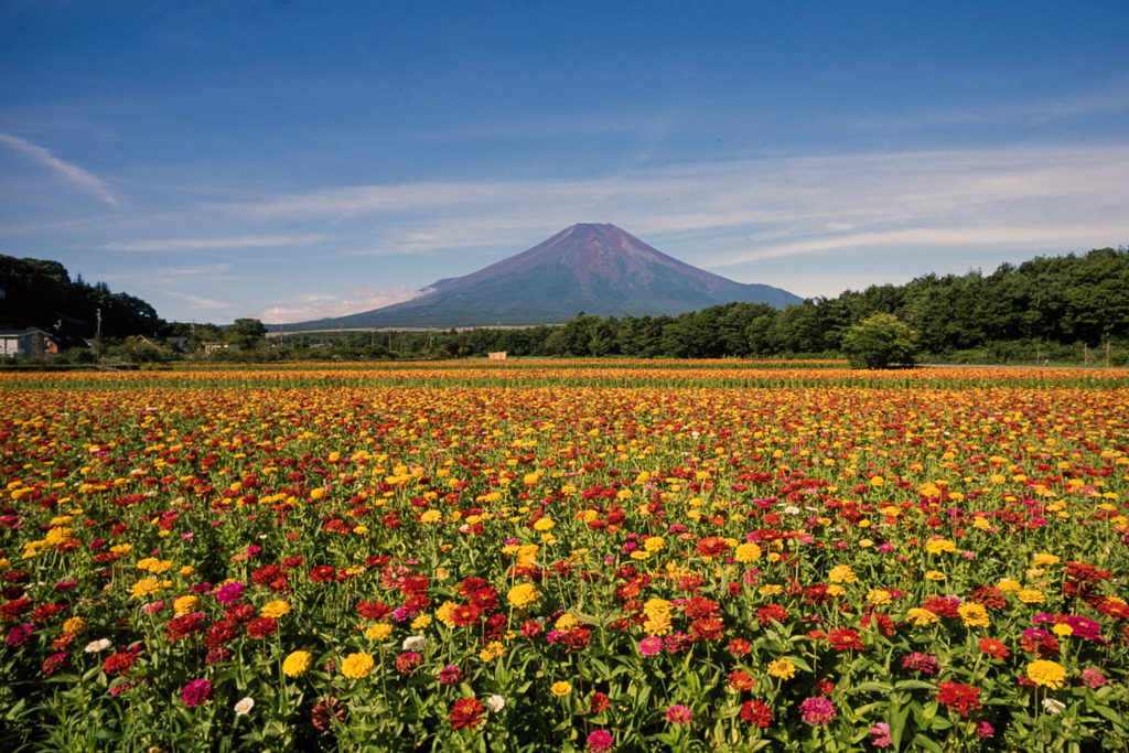 富士五湖巡り【花の都公園：ジニアと富士】20180818