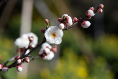 花菜ガーデン【梅の花：八重冬至】②20200202